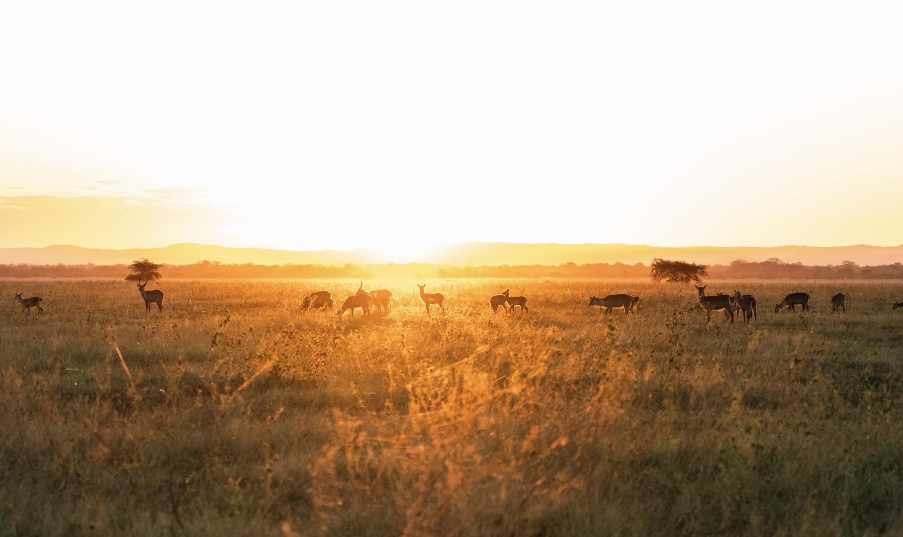 Mozambique Gorongosa Safaris Muzimu Lodge (40)