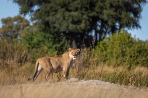 botswana okavango delta maxa camp 23
