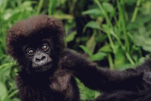 Rwanda Sambora Kinigi (26)