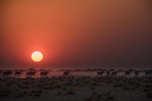 Namibia Etosha Safari House 1