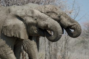 Namibia Etosha Safari House 17