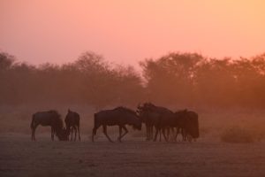 Namibia Etosha Safari House 18
