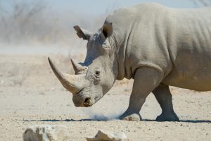Namibia Etosha Safari House 19