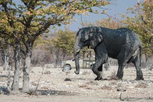 Namibia Etosha Safari House 25