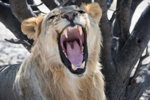 Namibia Etosha Safari House 3