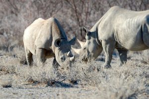 Namibia Etosha Safari House 4