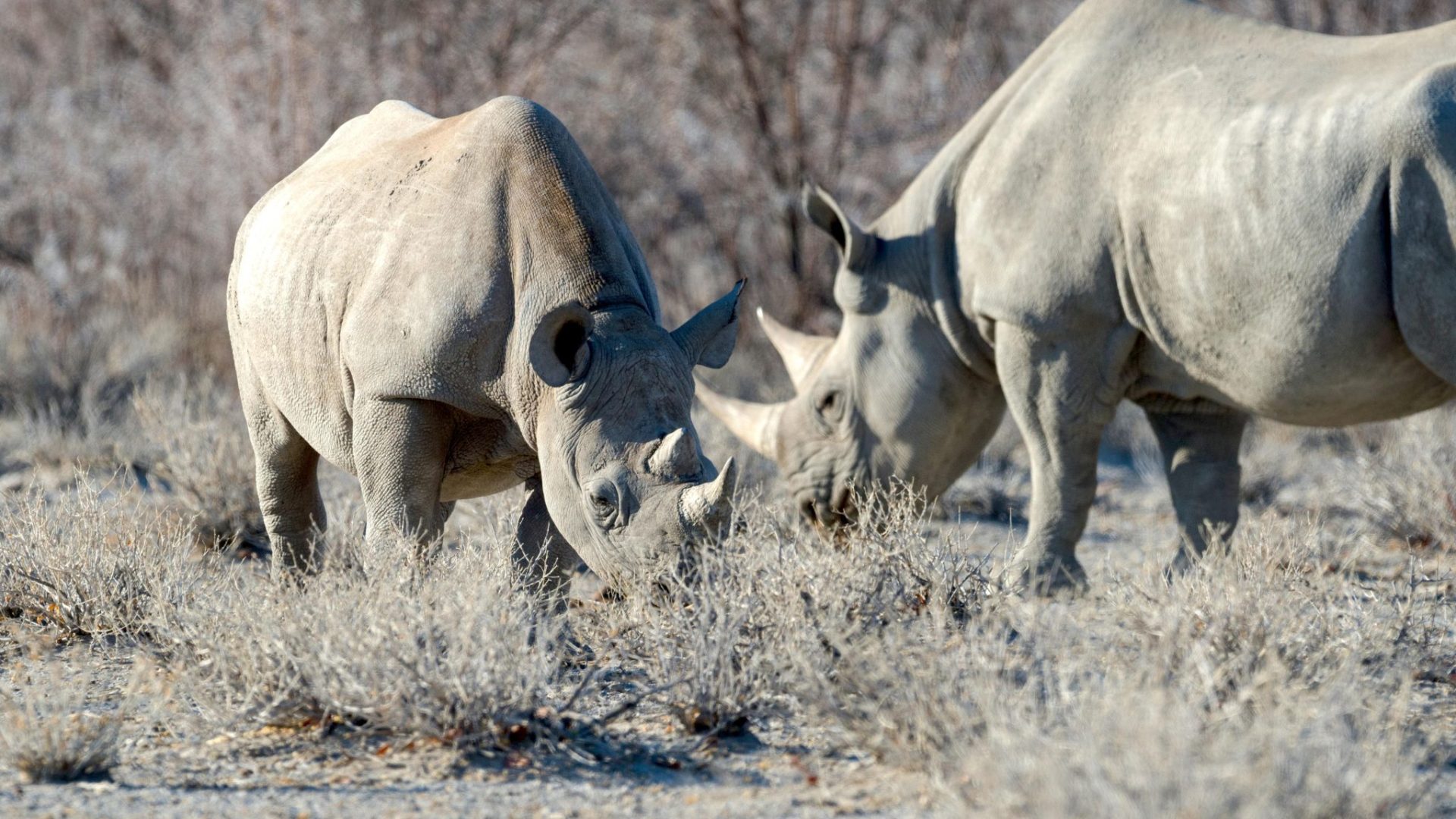 Namibia Etosha Safari House 4