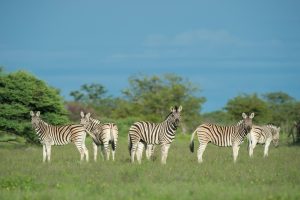 Namibia Etosha Safari House 5