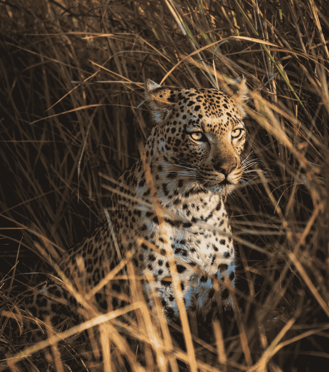 Botswana 5