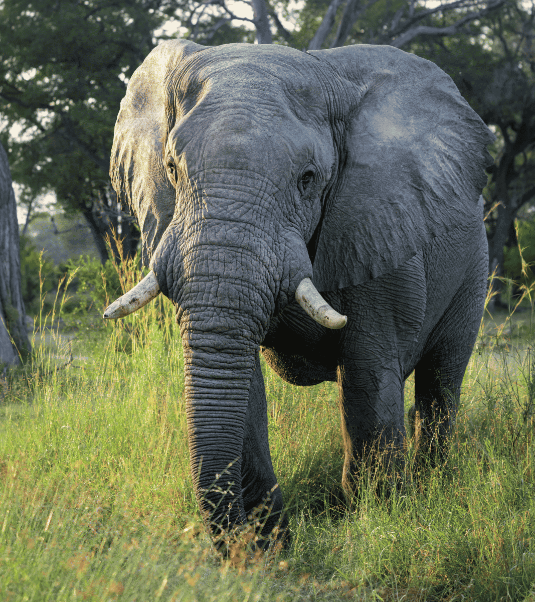 Botswana 8