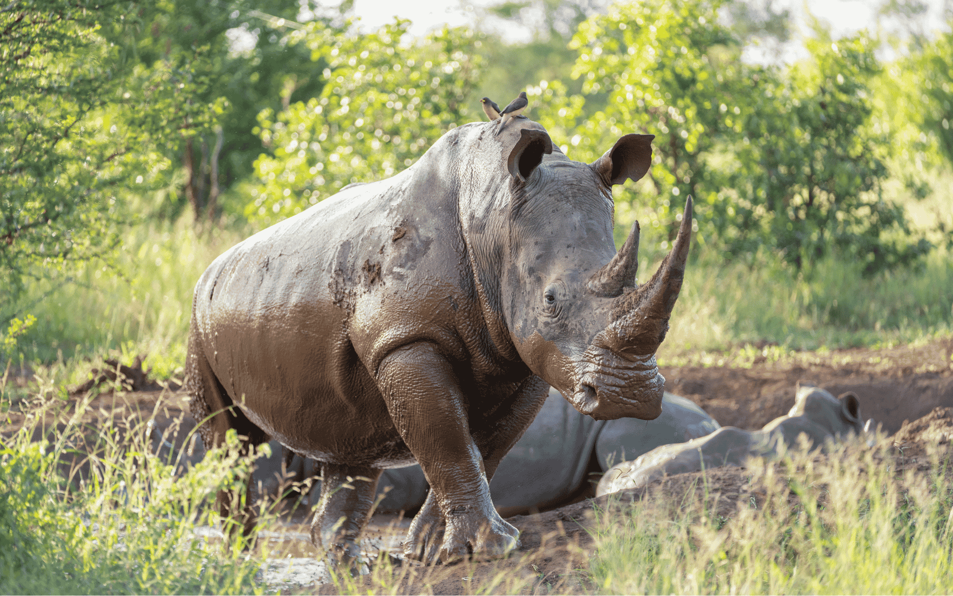 South Africa Big Five Rhino