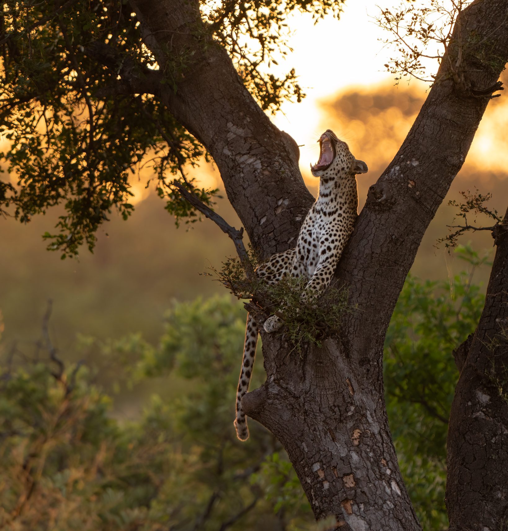 frank photography leopard sunrise south africa e1687158723748